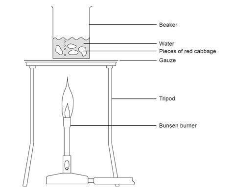 A diagram showing the equipment needed for making a pH indicator by boiling red cabbage in water