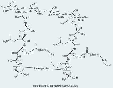 Bacterial cell wall of Staphylococcus aureus