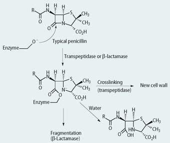 Transpeptidases leading to crosslinking and fragmentation