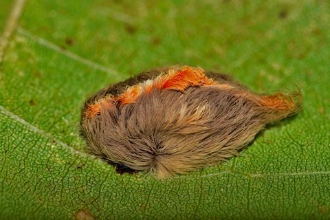 A very hairy caterpillar