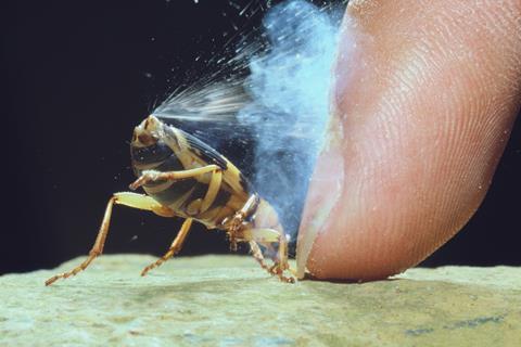 A beetle squirting liquid and smoke onto a human finger