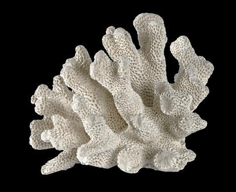 An image showing a piece of coral