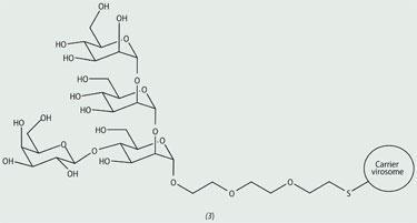 branched tetrasaccharide