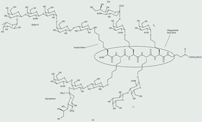 multiple carbohydrate cancer antigens on a single oligopeptide backbone