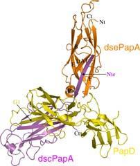 Figure 1 - The crystal structure of the PapA protein bound to the molecular chaperone (yellow)