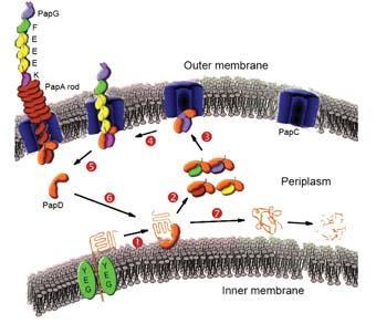 Figure 2 - Model of pilus assembly via a seven-step chaperone-usher pathway