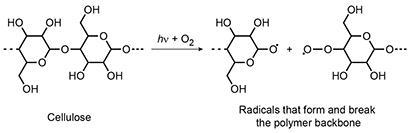Radicals can form and break the polymer backbone of the cellulose