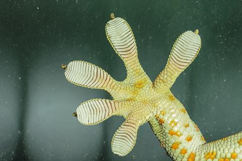 A gecko's foot