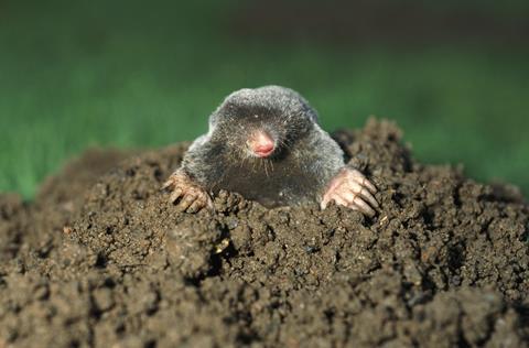 An image showing a mole peaking out of the ground