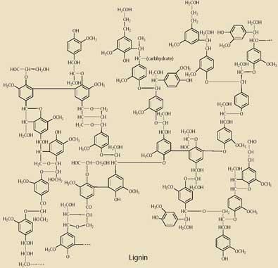 Lignin