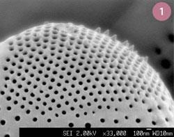 Figure 1 - Scanning electron micrograph image of the silica shell of a diatom