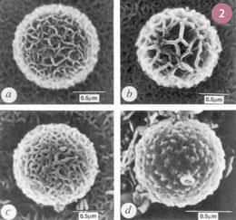 Figure 2 - Science imitates nature. Three of these (a-c) are man-made calcium carbonate shells and one (d) is a calcium carbonate shell from a type of marine algae