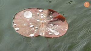 Figure 1: A lily pad with water droplets on
