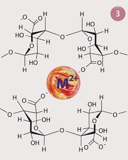 Figure 3 - Strong metal binding pocket between two aligned poly-G groups in alginate