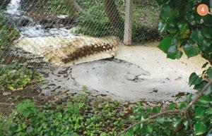 Figure 4 - Dirty froth on the surface of a pond