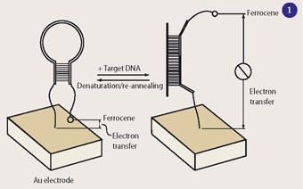 Figure 1 - Electronic gene sensor, E-DNA