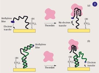 Figure 2 - Mechanism of aptamer-based thrombin sensors giving: (a) a negative signal; and (b) a positive signal