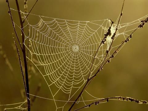 Spider web