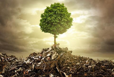 Tree growing on landfill