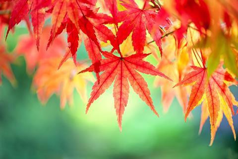 Why do leaves change colour and fall in autumn?, Everyday chemistry