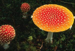 Fly agaric (Amanita muscaria) mushrooms - the basic ingredient of ancient ritual drinks