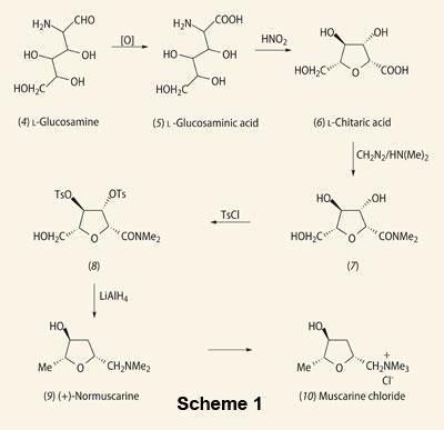 Scheme 1 - Structures and relations of (4) l-glucosamine  (5) l-glucosaminic acid (6)l-chitaric acid  (7)conversion to its dimethylamide  (8)reduction of the tritosyl derivative (9)(+)-normuscarine  (10)muscarine chloride