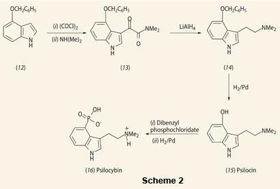 Structures and relations of (12)4-hydroxyl-indole derivative (15)psilocin  (16)psilocybin