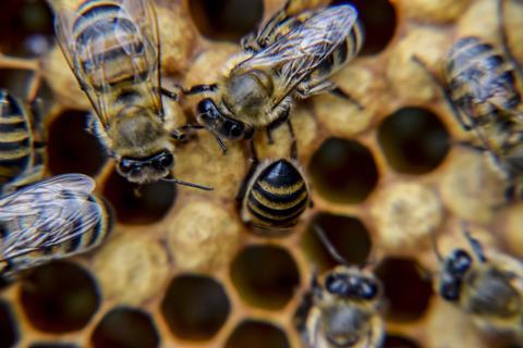 Close up of honey bees on honey combs