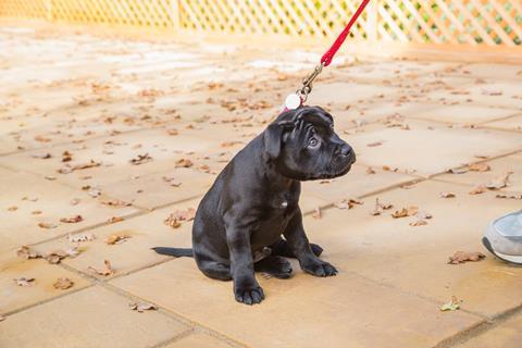 A puppy sitting still despite being pulled by a lead