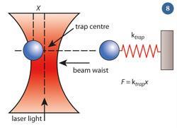 Figure 8 - A diagram showing how optical tweezers can measure forces
