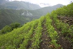 Coca plants - a cash crop for farmers in countries such as Peru and Bolivia