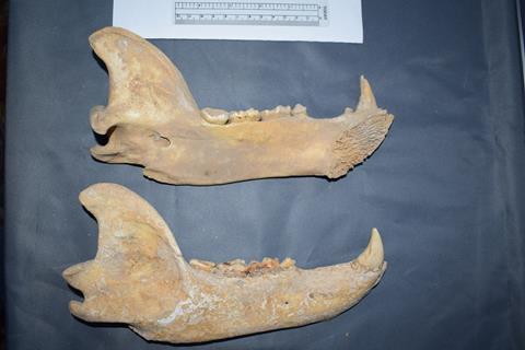 Two old bear jaw bones on a blue cloth with a ruler for scale