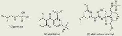 Glyphosate, Mesotrione and Mesosulfuron-methy chemical compounds