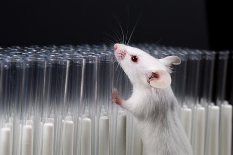 A white laboratory mouse on a number of test tubes