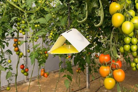 A greenhouse of ripening tomatoes with a piece of cardboard containing pheromones folded into a triangle hanging from some string