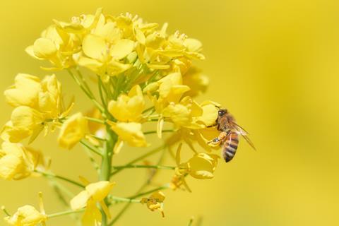 A bee on the yellow flowers of a oilseed rape plant