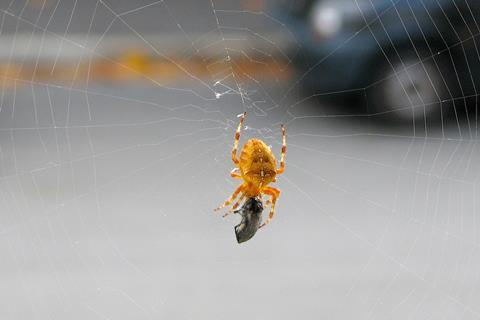 A spider with its prey in a web next to a street
