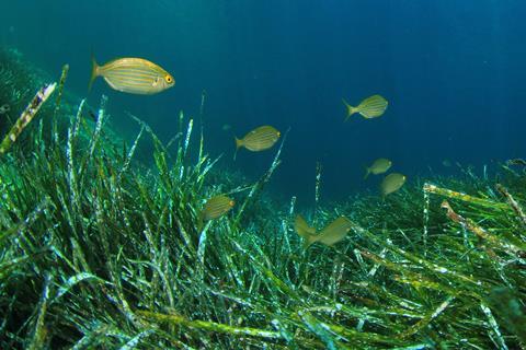 Fish swimming through seagrass