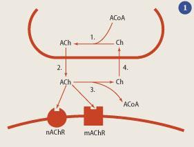 Figure 1 - A cholinergic synapse