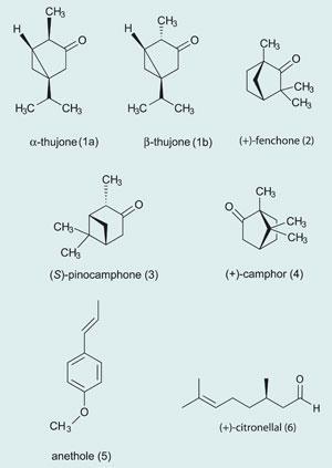 strucutres of thujone (1), fenchone (2), pinocamphone (3), camphor (4), anethole (5), citronellal (6)