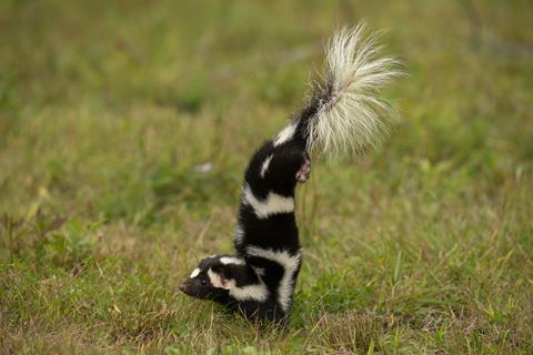 Een afbeelding van een stinkdier dat een handstand maakt