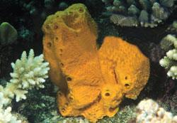 The sponge Stylotella aurantium