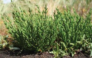 Salicornia europaea - samphire