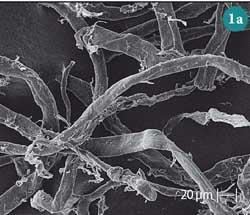 Figure 1(a) - SEM micrograph of untreated cotton fibres (x400)