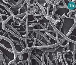 Figure 1(b) -  SEM micrograph of mercerised cotton fibres (x400)