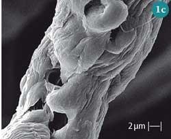 Figure 1(c) - SEM micrograph of untreated cotton fibres (x5000), showing micropores in the fibres
