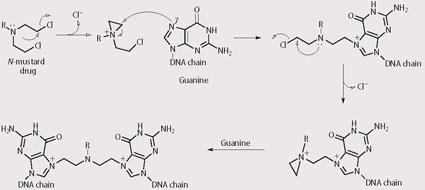 Scheme 1 - DNA crosslink from reaction at N7 on guanine with an N-mustard drug