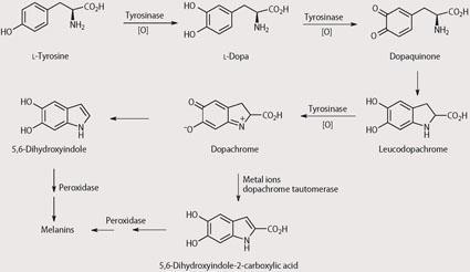 Scheme 2 - Biosynthesis of melanin