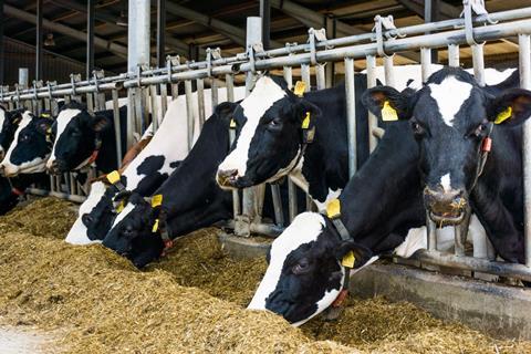 Black and white dairy cows