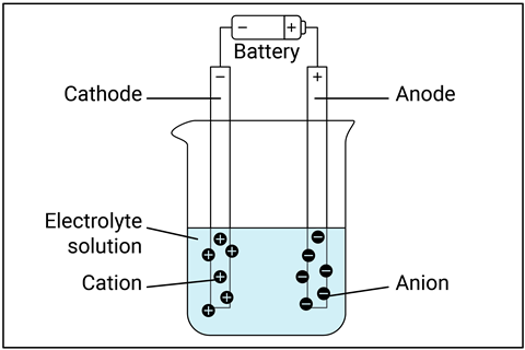 An labelled diagram with a battery hooked up to a cathode and anode that are placed in a beaker containing an electrolyte solution and attracting cations and anions respectively